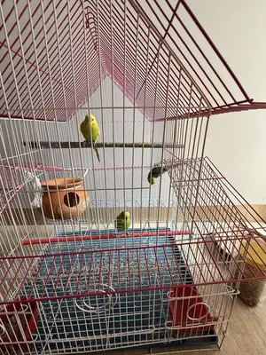 Budgerigar Birds for Sale (with Cage)