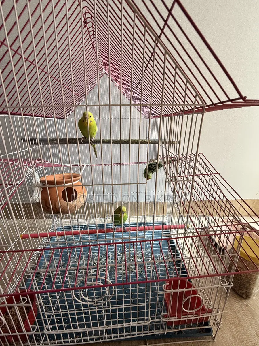 Budgerigar Birds for Sale (with Cage)