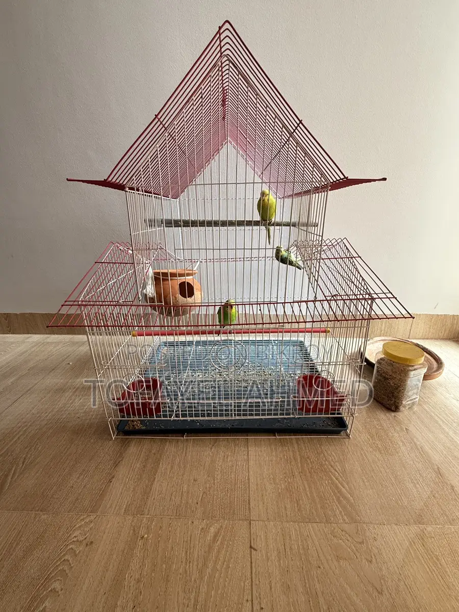 Budgerigar Birds for Sale (with Cage)