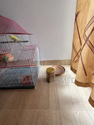Budgerigar Birds for Sale (with Cage)