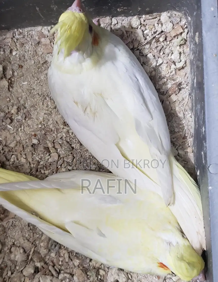 টেম সাইজ লুটিনো ককাটেল বেবি।
