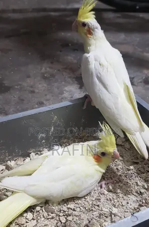 টেম সাইজ লুটিনো ককাটেল বেবি।