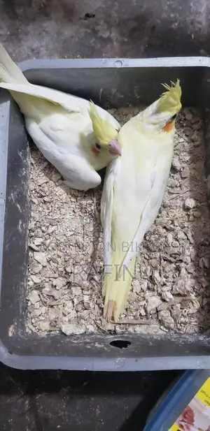 টেম সাইজ লুটিনো ককাটেল বেবি।