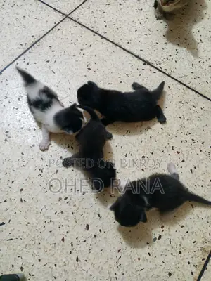 Cat Adoption