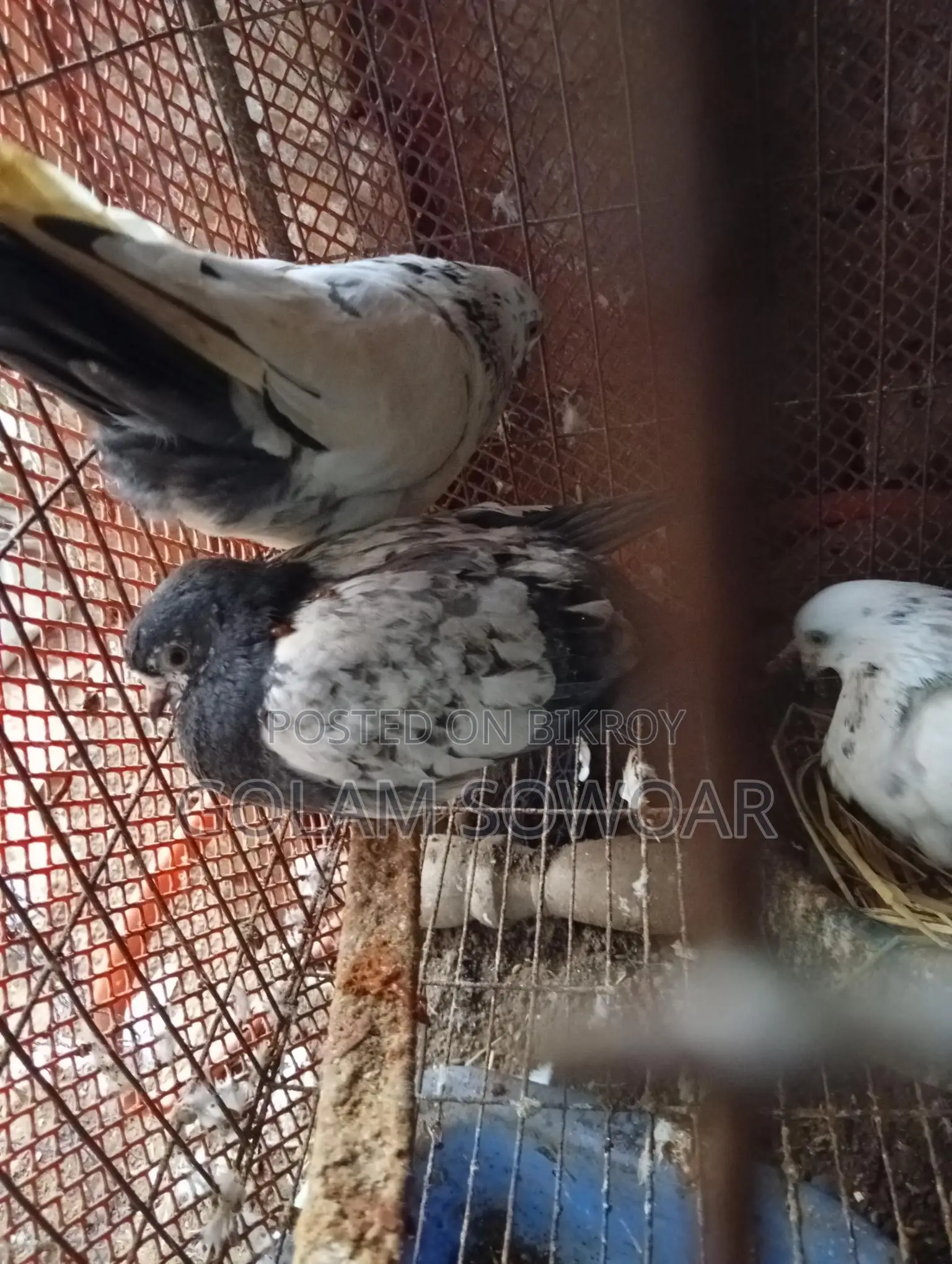 কবুতর সেল