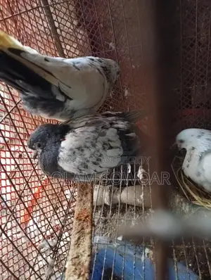 কবুতর সেল