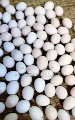 হায়দরি মুরগির বিজ ডিম বিক্রি