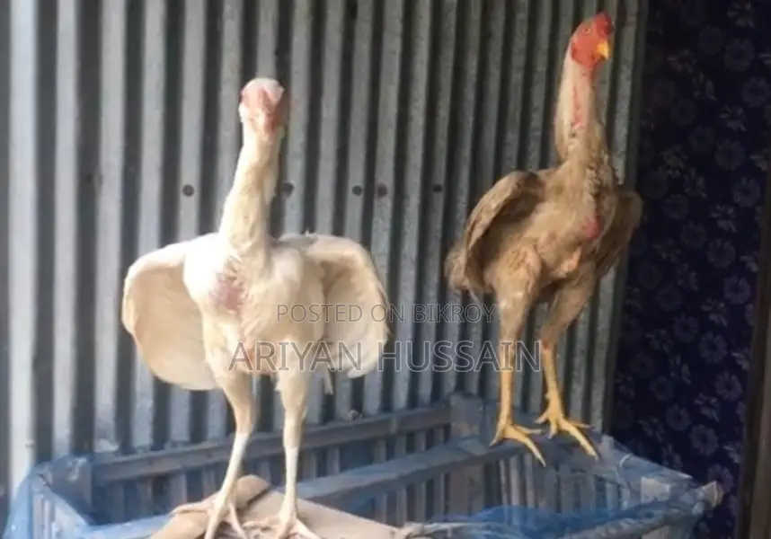 হায়দরি মুরগির বিজ ডিম বিক্রি