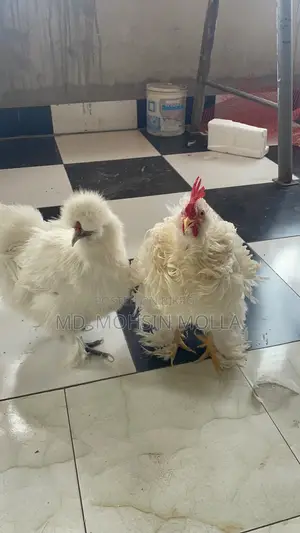 Silkie and Frizzle pair for exchange