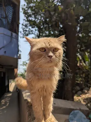 Persian Cat