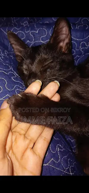 Cat for Adoption