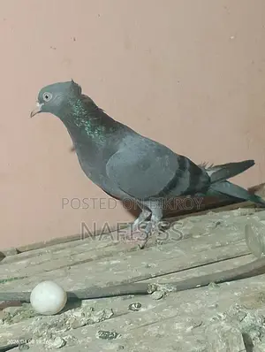 ২ টাই মাদি পাকিস্তানি ও নিলা চুটা