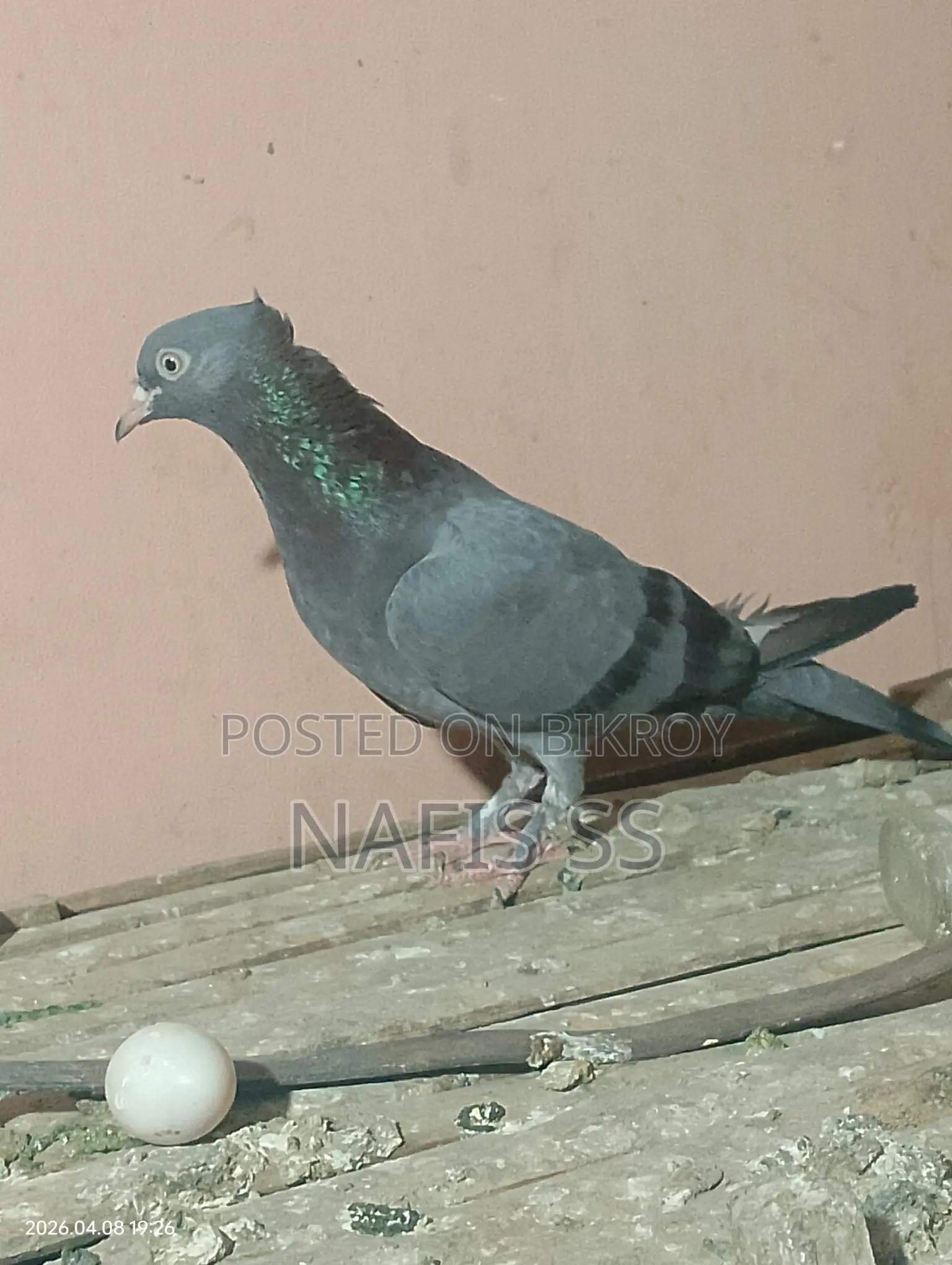 ২ টাই মাদি পাকিস্তানি ও নিলা চুটা