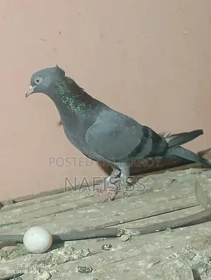 ২ টাই মাদি পাকিস্তানি ও নিলা চুটা
