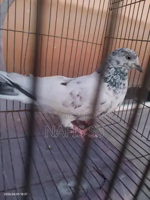 2 Female Pakistani and Nila Chuta Pigeons