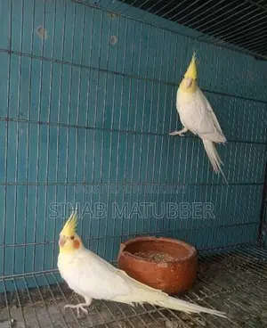 এডাল্ট ককাটেল পাখি বিক্রি করা হবে।