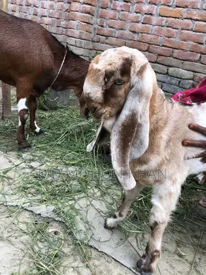 “দাম অনুযায়ী সেরা পাঠা বাচ্চা