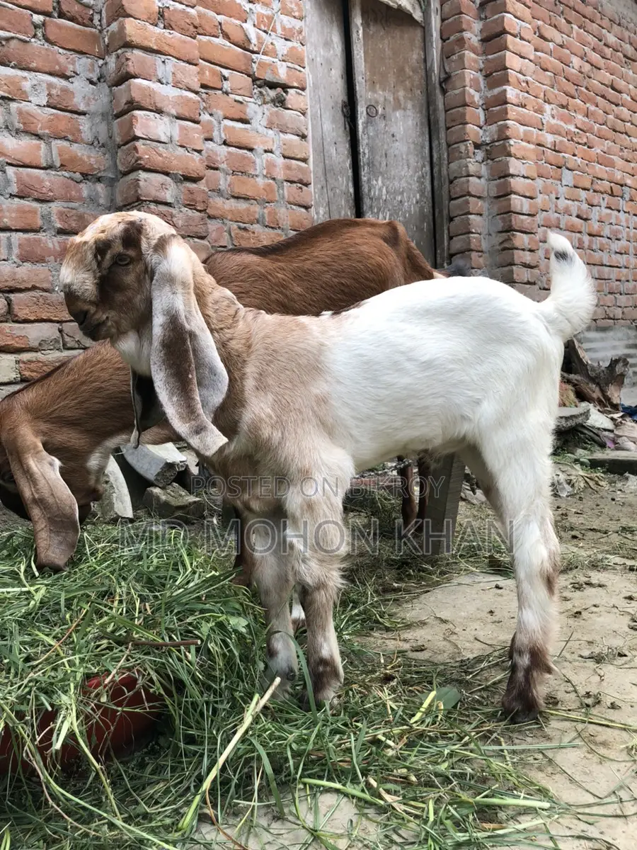 “দাম অনুযায়ী সেরা পাঠা বাচ্চা