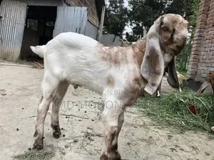 “দাম অনুযায়ী সেরা পাঠা বাচ্চা