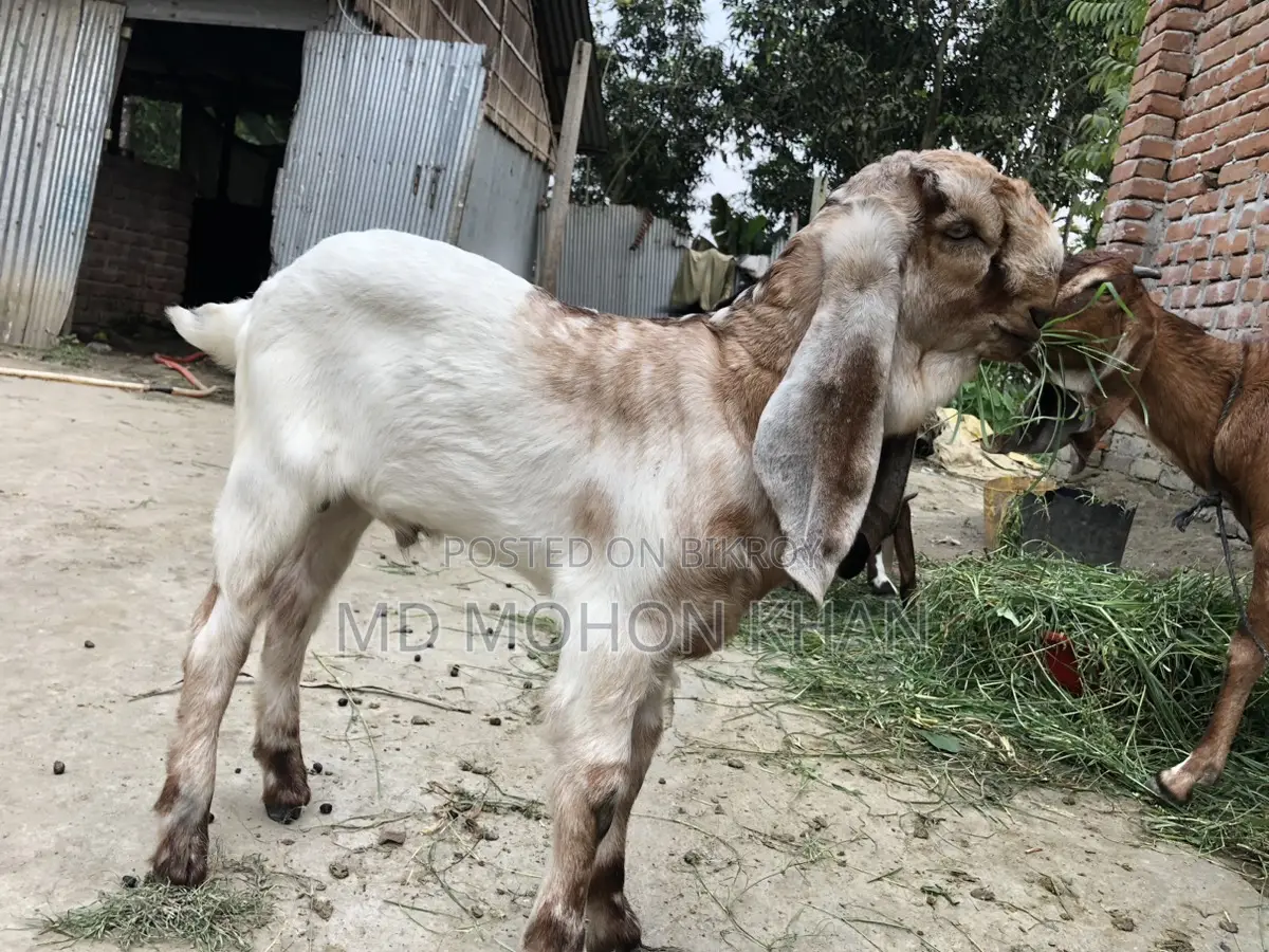 “দাম অনুযায়ী সেরা পাঠা বাচ্চা