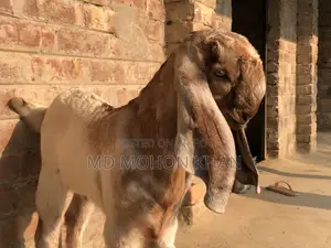 “দাম অনুযায়ী সেরা পাঠা বাচ্চা