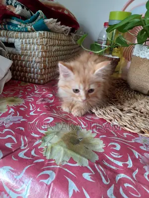 Persian Cat For Sale