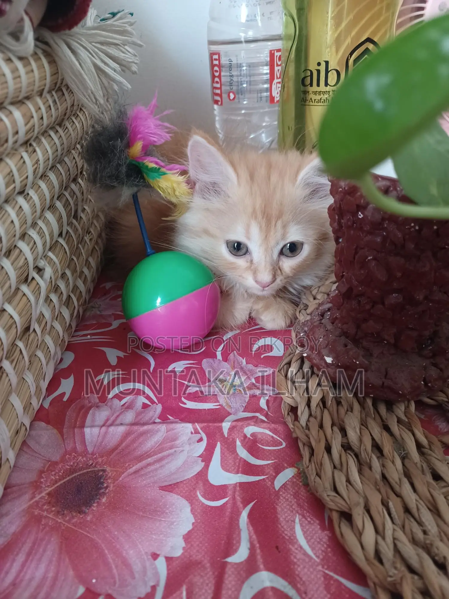 Persian Cat For Sale