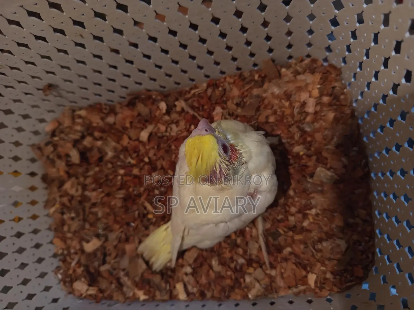 Cockatiel Baby