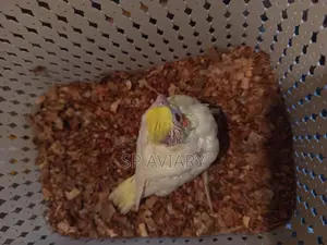 Cockatiel Baby