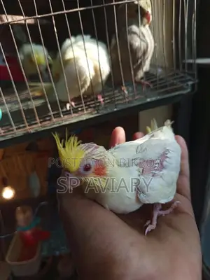 Cockatiel Baby