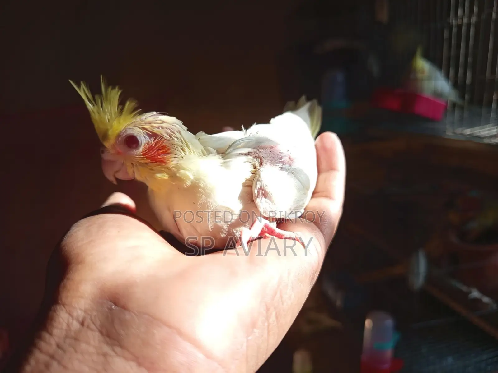 Cockatiel Baby