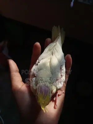 Cockatiel Baby