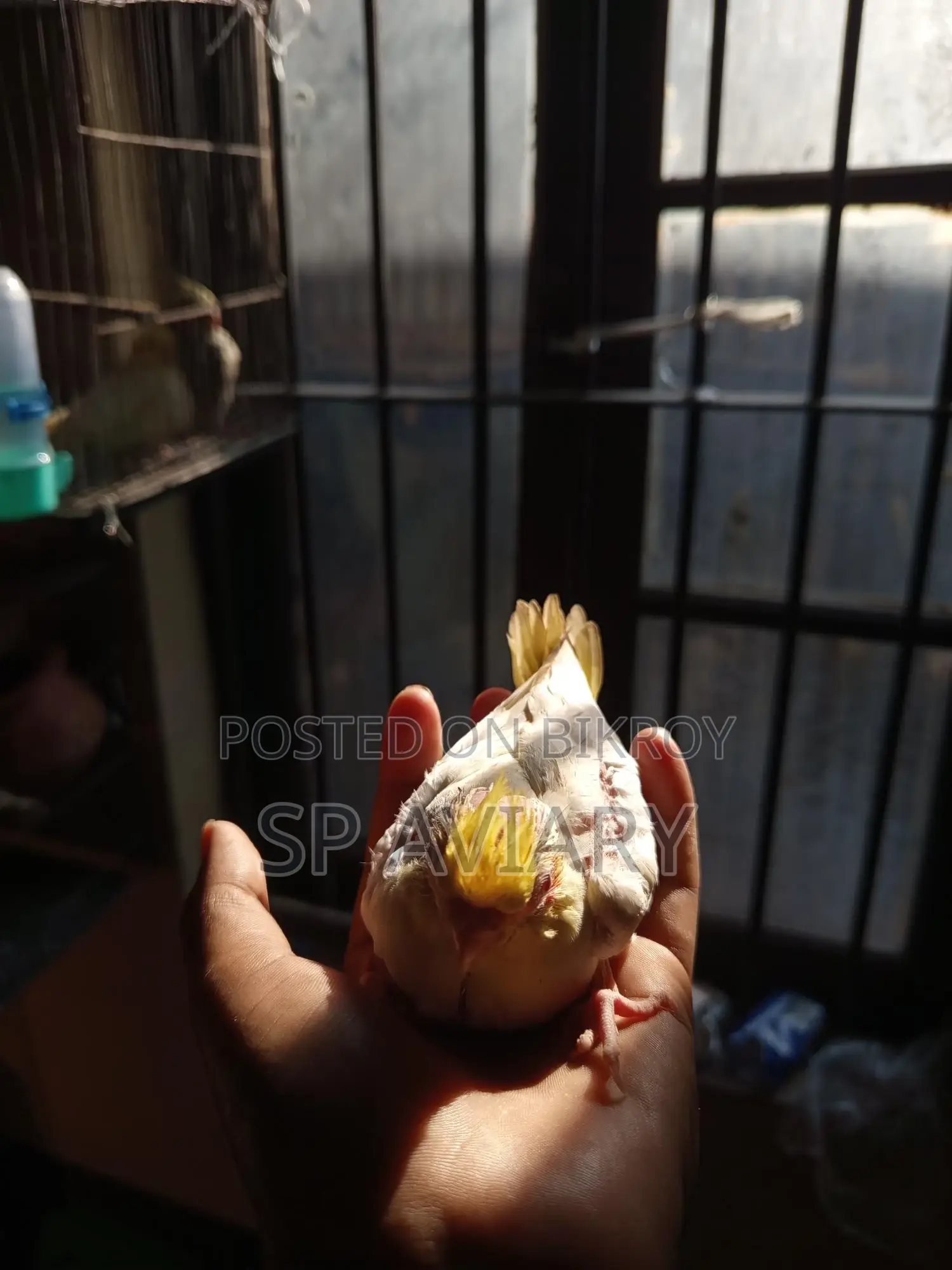 Cockatiel Baby