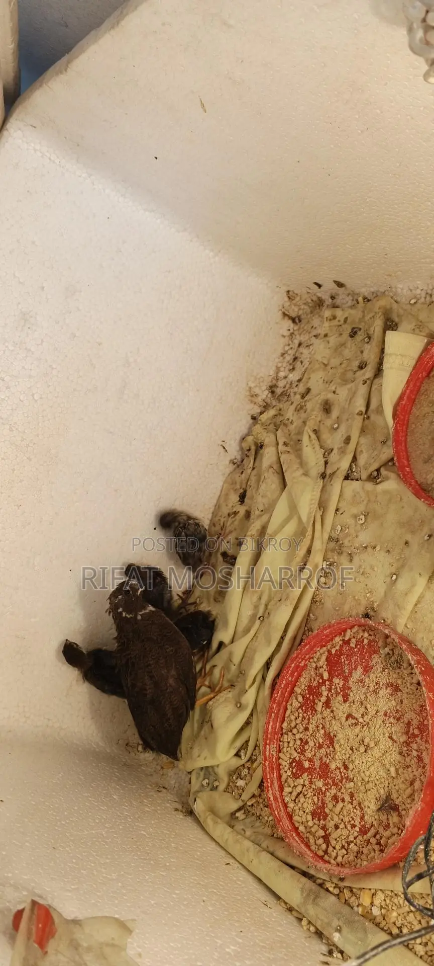 বাচ্চা সহ কিং কোয়েল