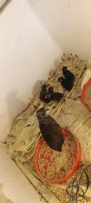 বাচ্চা সহ কিং কোয়েল