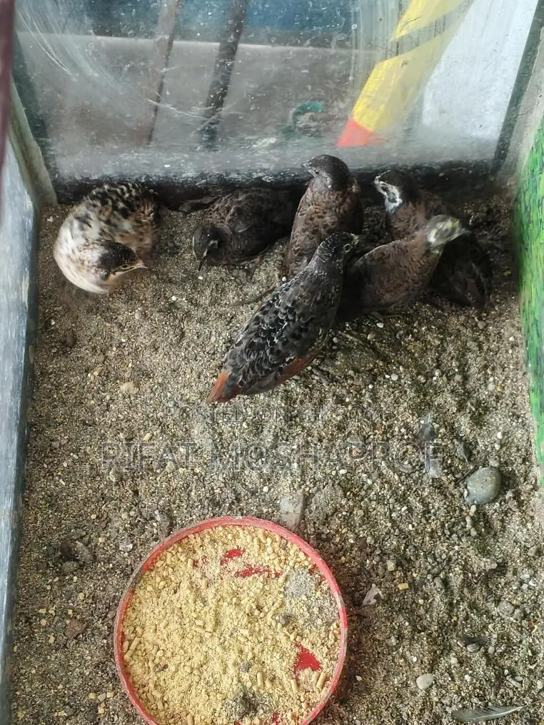 বাচ্চা সহ কিং কোয়েল