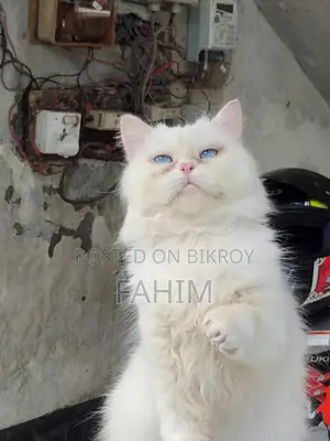 Persian Blue-Eyed Male Cat