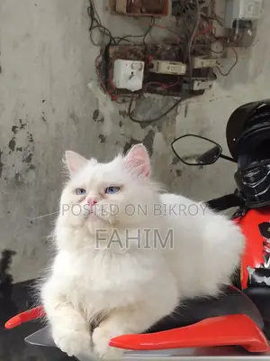 Persian Blue-Eyed Male Cat