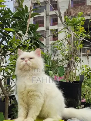 Persian Blue-Eyed Male Cat