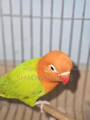 Love Bird