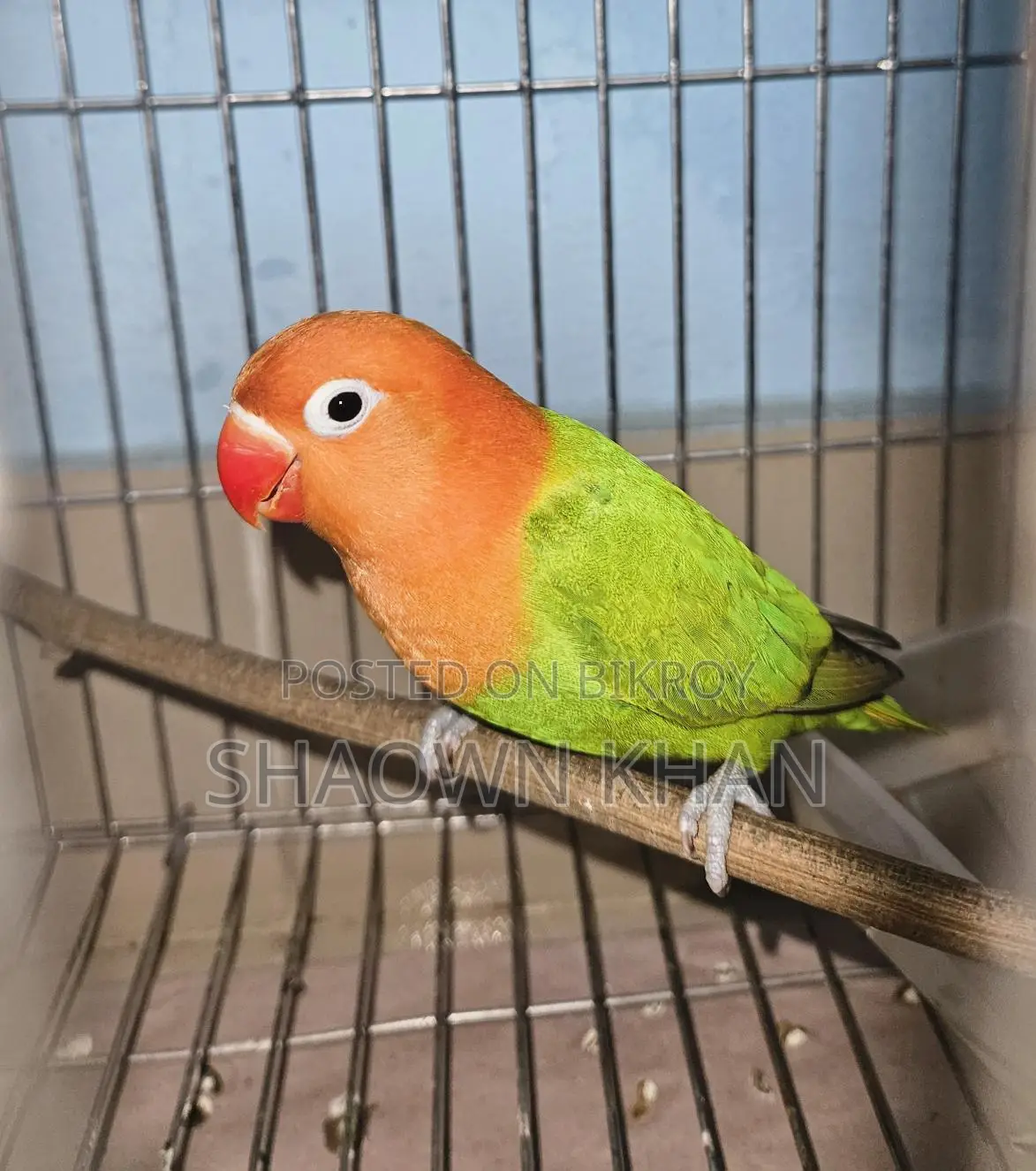 Love Bird