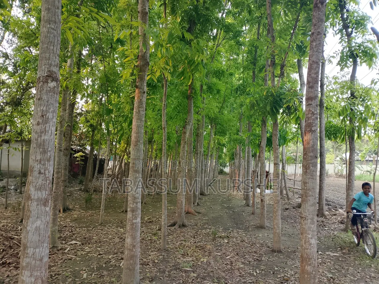 Land for sale with Mahogany garden.