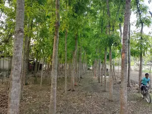 Land for sale with Mahogany garden.