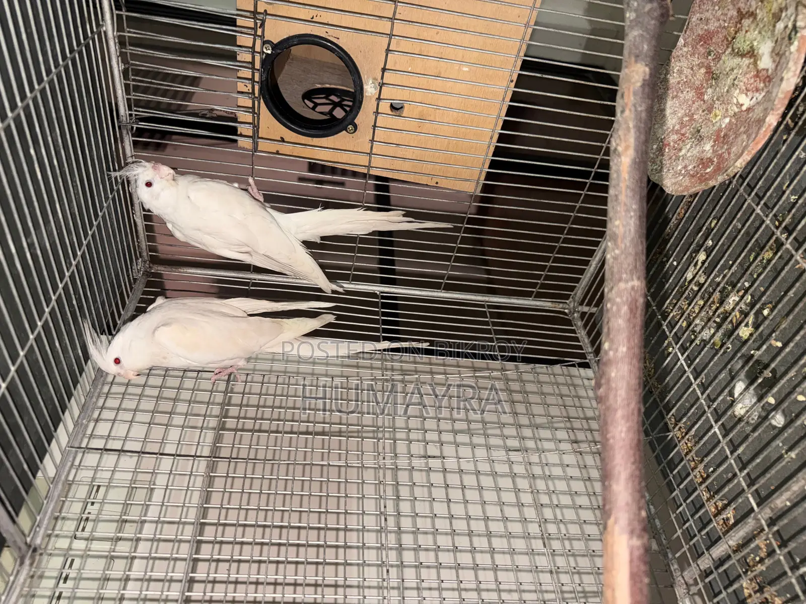 100% Cockatiel Breeding Pair
