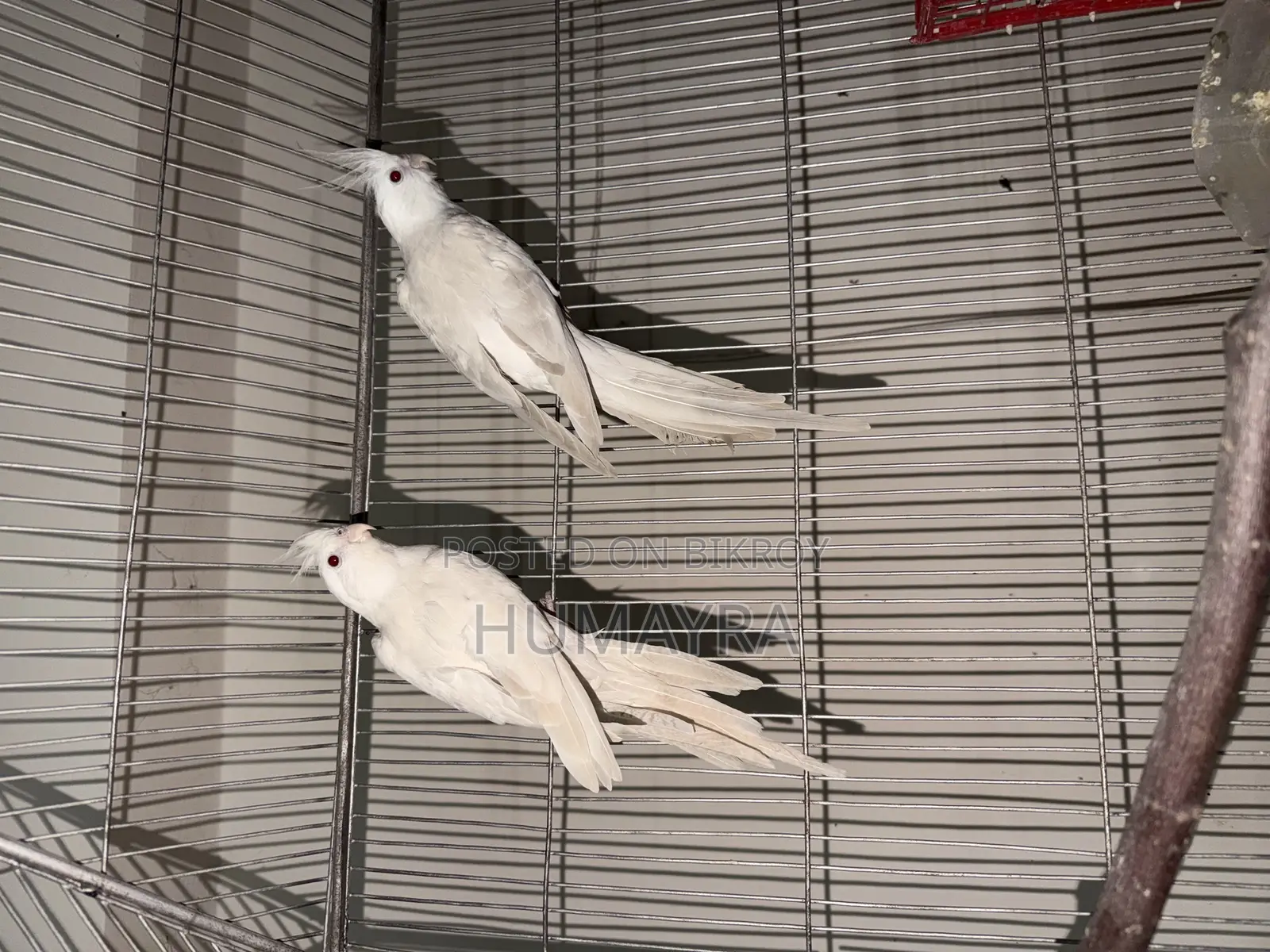 100% Cockatiel Breeding Pair