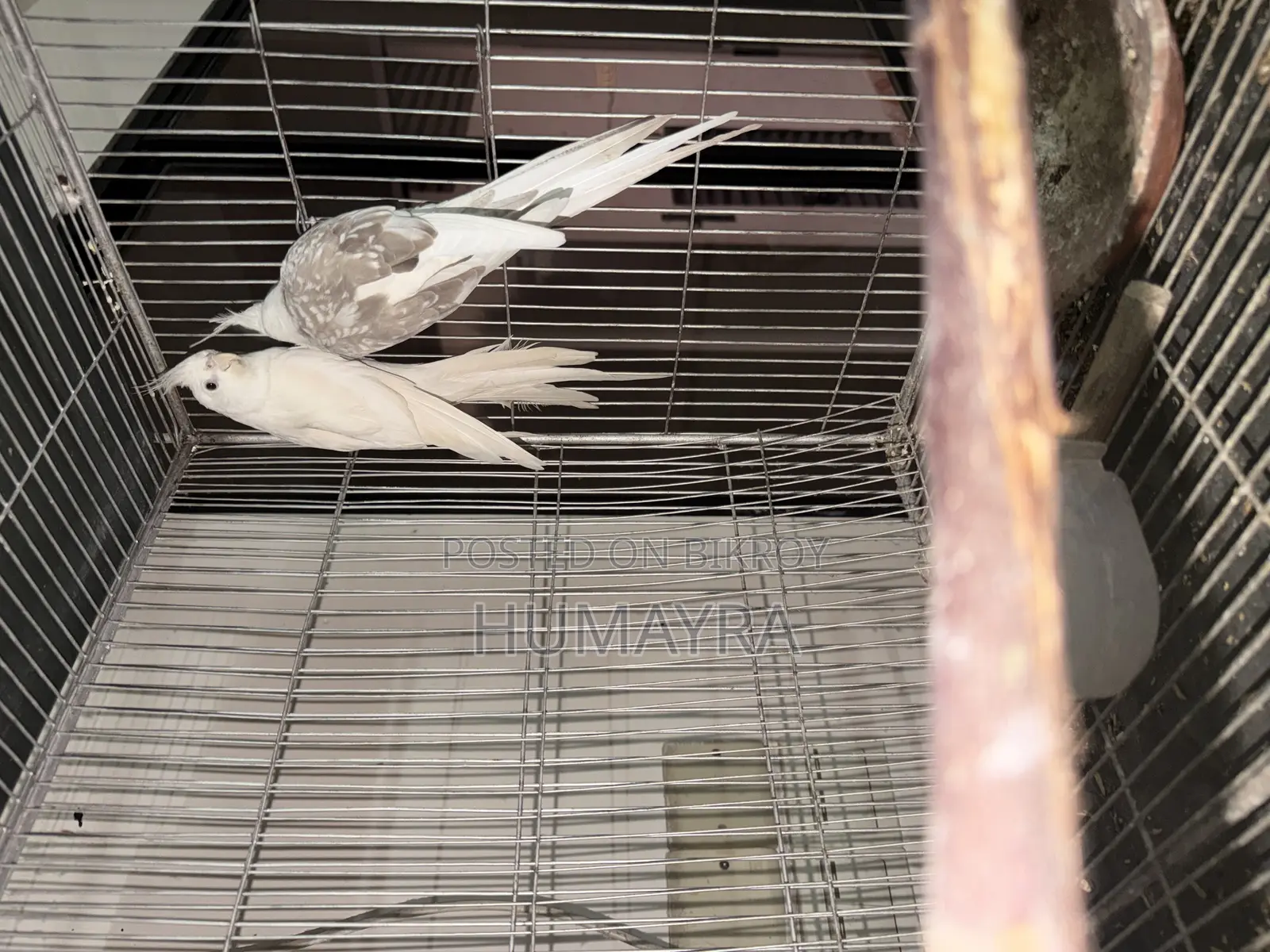 100% Cockatiel Breeding Pair
