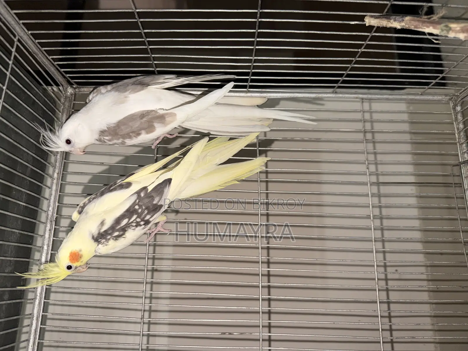 100% Cockatiel Breeding Pair