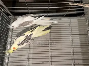 100% Cockatiel Breeding Pair