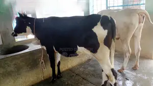 ১১২৫ নং ২টি বকনা পোষার জন্য নিঃসন্ধেহে কিনতে পারেন ভালো হবে ।