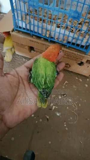 Love Bird